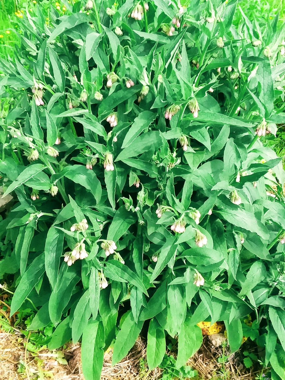 Comfrey Fresh Chopped & Dried